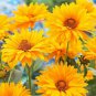 Heliopsis Helianthoides - 50 Seeds