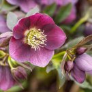 Helleborus Orientalis Seeds Christmas rose Lenten rose - 100 Seeds Helleborus Orientalis Seeds Christmas rose Lenten rose - 100 Seeds