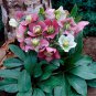Helleborus Orientalis Seeds Christmas rose Lenten rose - 100 Seeds