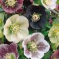 Helleborus Orientalis Seeds Christmas rose Lenten rose - 100 Seeds