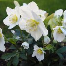 Helleborus thibetanus Flower - 50 Seeds