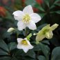 Helleborus thibetanus Flower - 50 Seeds