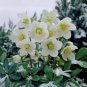 Helleborus thibetanus Flower - 50 Seeds