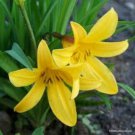 Hemerocallis Citrina Baroni - 10 Seeds