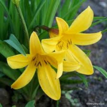 Hemerocallis Citrina Baroni - 10 Seeds