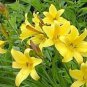 Hemerocallis Citrina Baroni - 10 Seeds