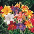 Hemerocallis Middendorffii Daylily - 100 Seeds
