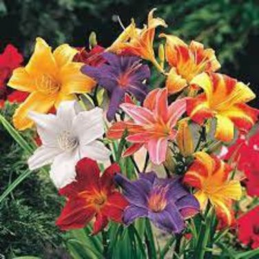 Hemerocallis Middendorffii Daylily - 100 Seeds