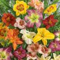 Hemerocallis Middendorffii Daylily - 100 Seeds