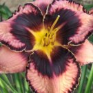 Hemerocallis Middendorffii Daylily Bonsai Perennial Flower - 150 Seeds