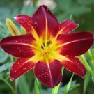 Hemerocallis Seeds Mixed 6 Colors - 100 Seeds