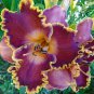 Hemerocallis Seeds Mixed 6 Colors - 100 Seeds
