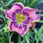 Hemerocallis Seeds Mixed 6 Colors - 100 Seeds