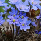 Hepatica Nolilis Bonsai Flower Beautiful Watch Bonsai Plants - 100 Seeds