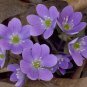 Hepatica Nolilis Bonsai Flower Beautiful Watch Bonsai Plants - 100 Seeds