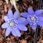 Hepatica Nolilis Bonsai Flower Beautiful Watch Bonsai Plants - 100 Seeds