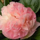 Herbaceous Peony Flower - 6 Seeds