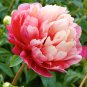 Herbaceous Peony Flower - 6 Seeds
