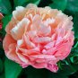 Herbaceous Peony Flower - 6 Seeds