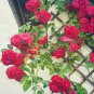 Garden Rocket Eruca Herbs Vegetable - 120 Seeds