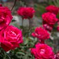 Garden Rocket Eruca Herbs Vegetable - 120 Seeds