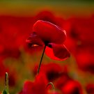 Geranium 'Spider' Light Orange Red Stripes Big Blooms Bonsai Flowers - 10 Seeds Geranium 'Spider' Light Orange Red Stripes Big Blooms Bonsai Flowers - 10 Seeds