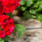 Geranium 'Spider' Light Orange Red Stripes Big Blooms Bonsai Flowers - 10 Seeds