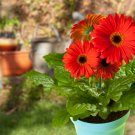 Gerbera Daisy Bonsai New Hybrids, Mixed Flower Pot Bonsai - 100 Seeds