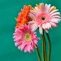 Gerbera Daisy Bonsai New Hybrids, Mixed Flower Pot Bonsai - 100 Seeds