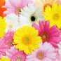 Gerbera Daisy Bonsai New Hybrids, Mixed Flower Pot Bonsai - 100 Seeds