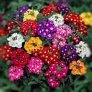 Verbena Flower Flowers Potted Plants Flower - 10 Seeds Verbena Flower Flowers Potted Plants Flower - 10 Seeds