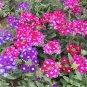 Verbena Flower Flowers Potted Plants Flower - 10 Seeds