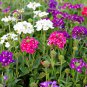 Verbena Flower Flowers Potted Plants Flower - 10 Seeds