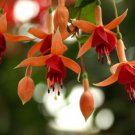 Fuchsia Orange Flowers with Dark Red Centre Flowers - 10 Seeds Fuchsia Orange Flowers with Dark Red Centre Flowers - 10 Seeds