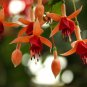 Fuchsia Orange Flowers with Dark Red Centre Flowers - 10 Seeds