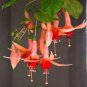 Fuchsia Orange Flowers with Dark Red Centre Flowers - 10 Seeds