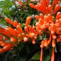 Fuchsia Orange Flowers with Dark Red Centre Flowers - 10 Seeds