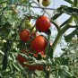 'Red Flat Peach' Indeterminate Tomato Organic - 300 Seeds
