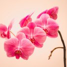 plan Seeds Cymbidium orchid Cymbidium - 100 Seeds plan Seeds Cymbidium orchid Cymbidium - 100 Seeds