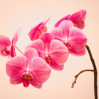 plan Seeds Cymbidium orchid Cymbidium - 100 Seeds
