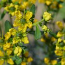 Rue Lithuanian Flowers can Drive Flies Vanilla Flowers Courtyard - 10 Seeds Rue Lithuanian Flowers can Drive Flies Vanilla Flowers Courtyard - 10 Seeds