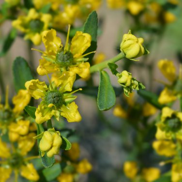 Rue Lithuanian Flowers can Drive Flies Vanilla Flowers Courtyard - 10 Seeds