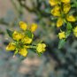 Rue Lithuanian Flowers can Drive Flies Vanilla Flowers Courtyard - 10 Seeds