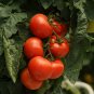 Perennial Tomato Giant Trees Outdoor Greenhouse Available - 5 Seeds
