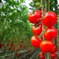 Perennial Tomato Giant Trees Outdoor Greenhouse Available - 5 Seeds