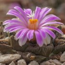 ariocarpus fissuratus - 10 Seeds ariocarpus fissuratus - 10 Seeds