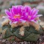 ariocarpus fissuratus - 10 Seeds
