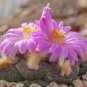 ariocarpus fissuratus - 10 Seeds