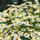 Pyrethrum Chamomile White Herb Flowers - 100 Seeds