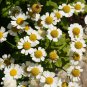 Pyrethrum Chamomile White Herb Flowers - 100 Seeds